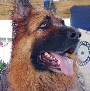 Meet your Posher, Bev